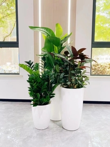 专业花卉租摆，让宁波鄞州焕发生机与活力